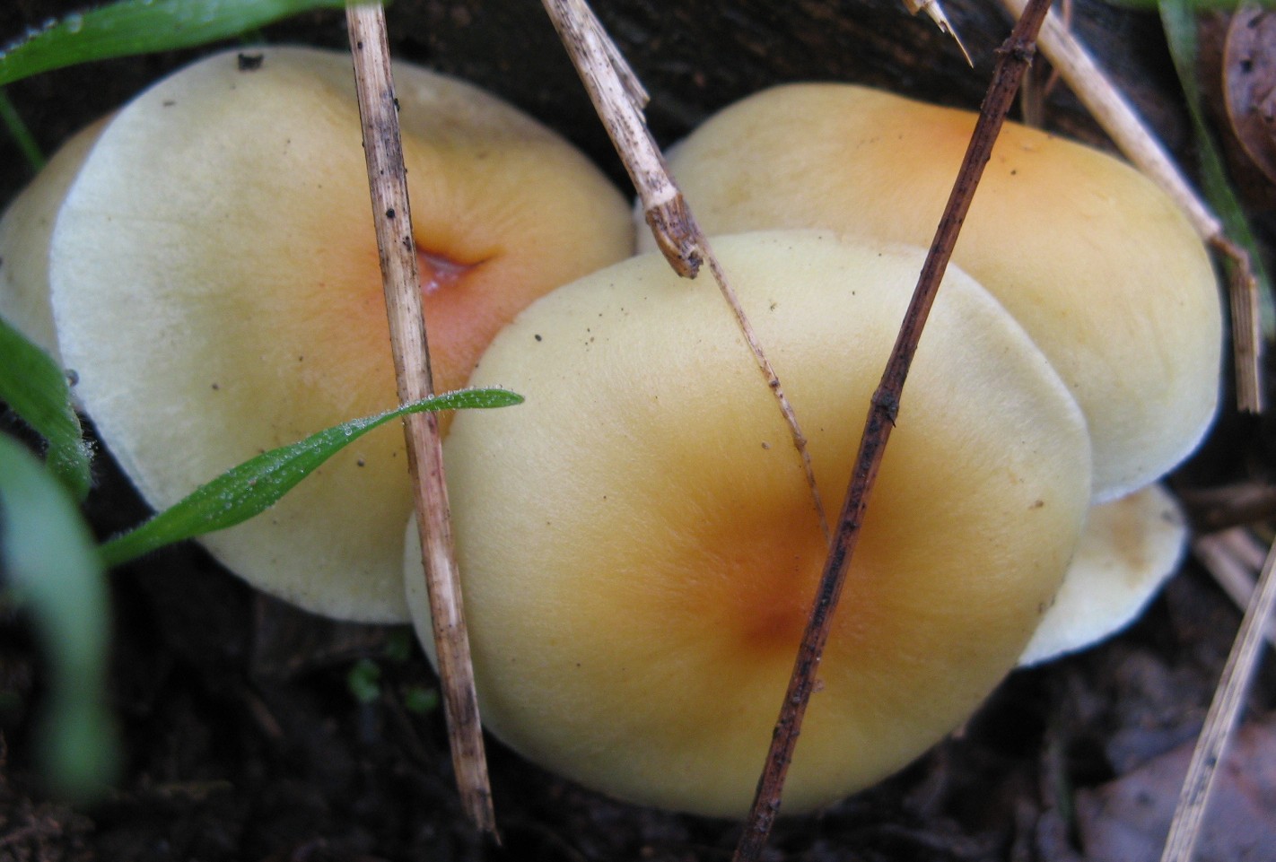 funghi invernali